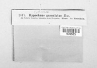 Hypochnicium bombycinum image